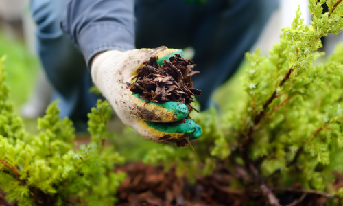 Hand holding mulch