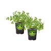 Bonnie Plants Italian Flat Parsley (2 Pack)