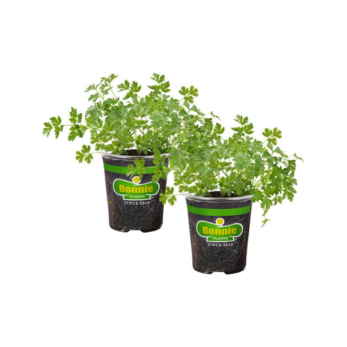 Bonnie Plants Italian Flat Parsley (2 Pack)