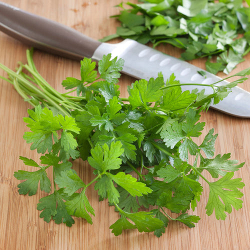 Bonnie Plants Italian Flat Parsley (2 Pack)