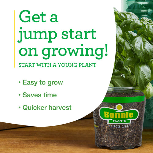 Bonnie Plants Sweet Mint (2 Pack)