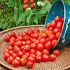 Bonnie Plants Husky Red Cherry Tomato (2 Pack)