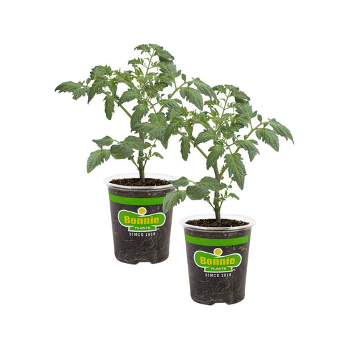 Bonnie Plants Husky Red Cherry Tomato (2 Pack)